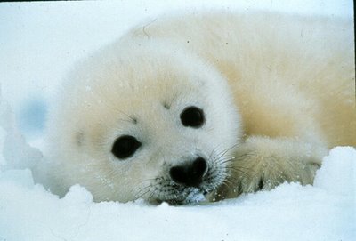 ababy (400x271, 16Kb)