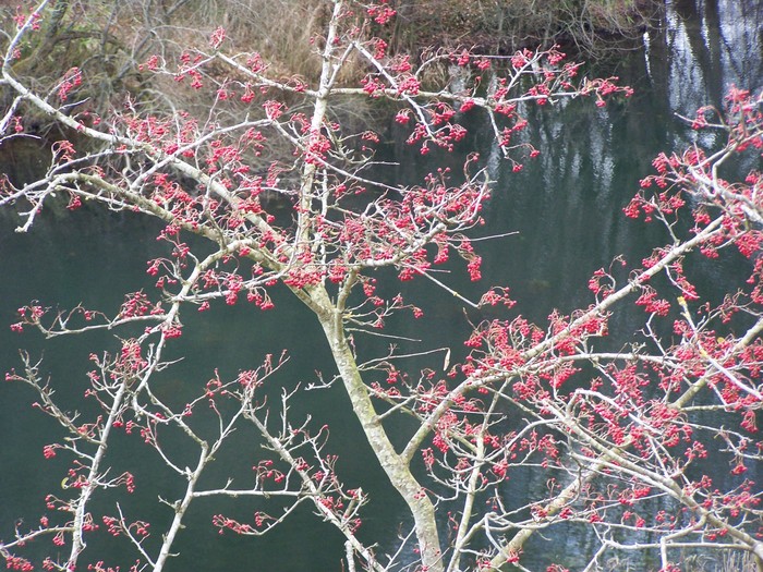 6441578_PwoodGardens_193 (700x525, 188Kb)