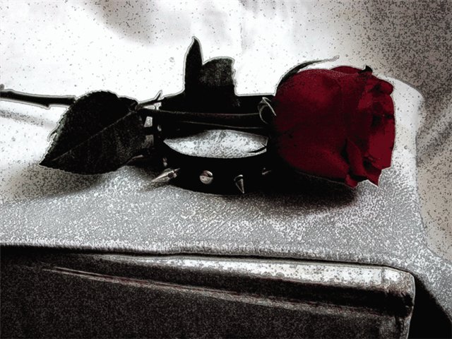 rosa (640x480, 81Kb)
