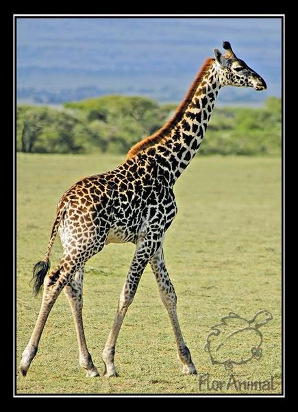  (435x600, 57Kb)