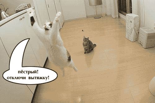  (500x333, 144Kb)