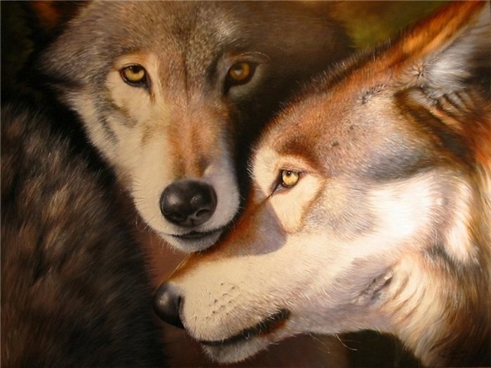 Волк и Волчица. Обсуждение на LiveInternet - Российский Сервис  Онлайн-Дневников