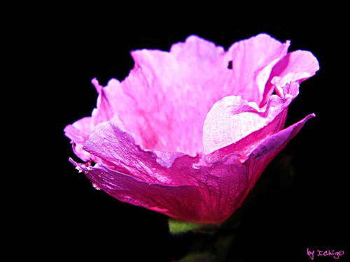  (500x375, 29Kb)