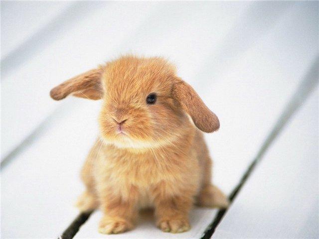  (640x480, 30Kb)