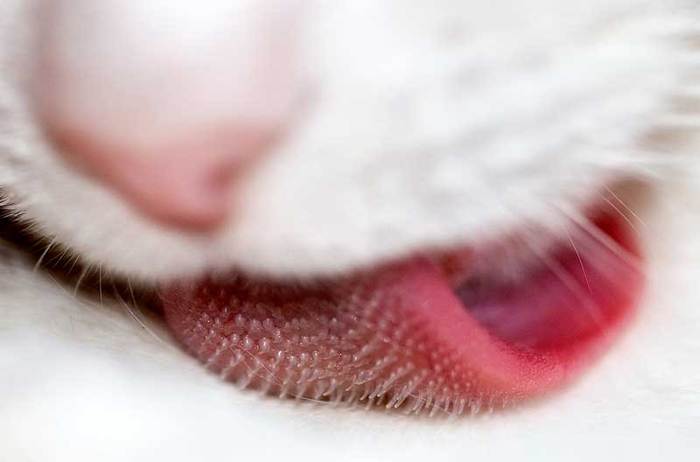 l1048751518 (700x462, 20Kb)