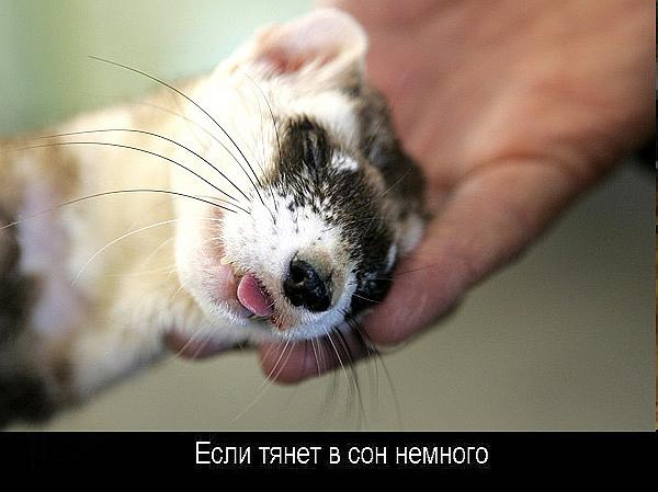  (600x449, 33Kb)