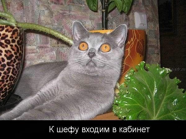  (600x450, 62Kb)