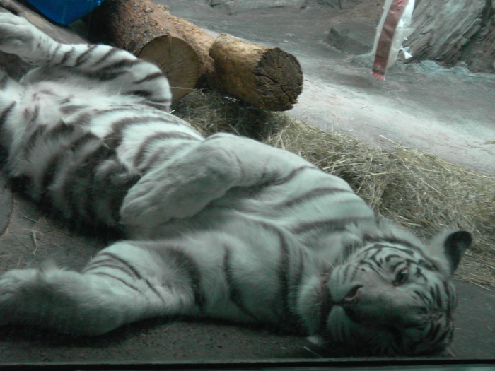 PICT0092 (700x525, 161Kb)