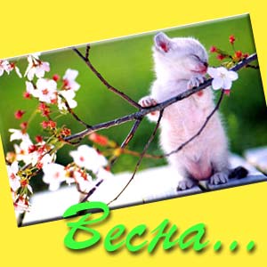  (300x300, 16Kb)