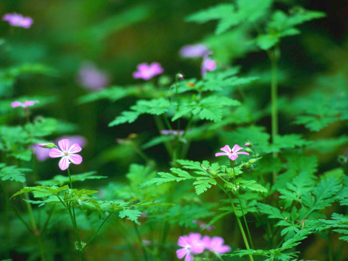 Forest Flowers (700x525, 91Kb)