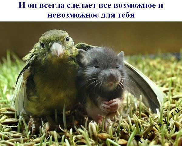  (600x483, 95Kb)