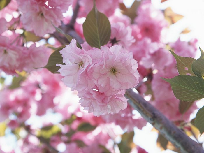 Japanese_Cherry_Blossom_wallpapers_Vol_121_EZ197 (700x525, 49Kb)