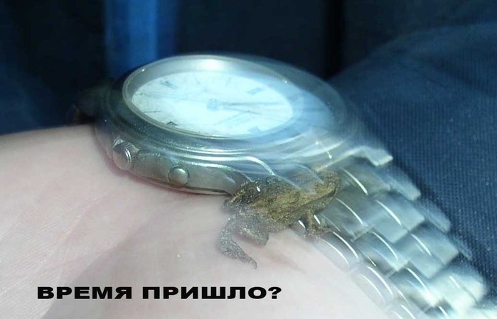 1204946781_lyagushka (699x449, 55Kb)