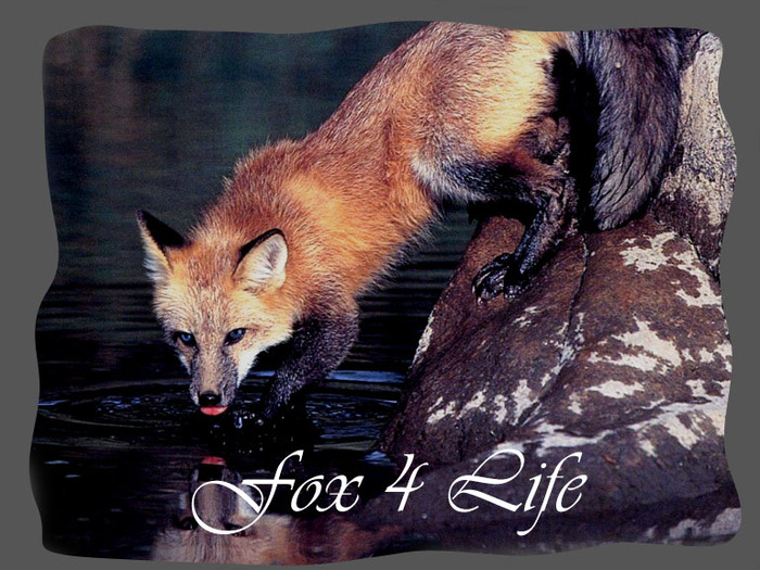 Fox 4 Life