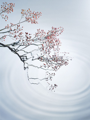  (360x480, 50Kb)