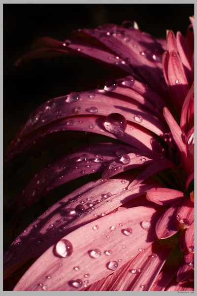 18382745_Gerbera_portfolio_by_Swaroop (400x600, 58Kb)