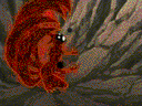  (128x96, 864Kb)