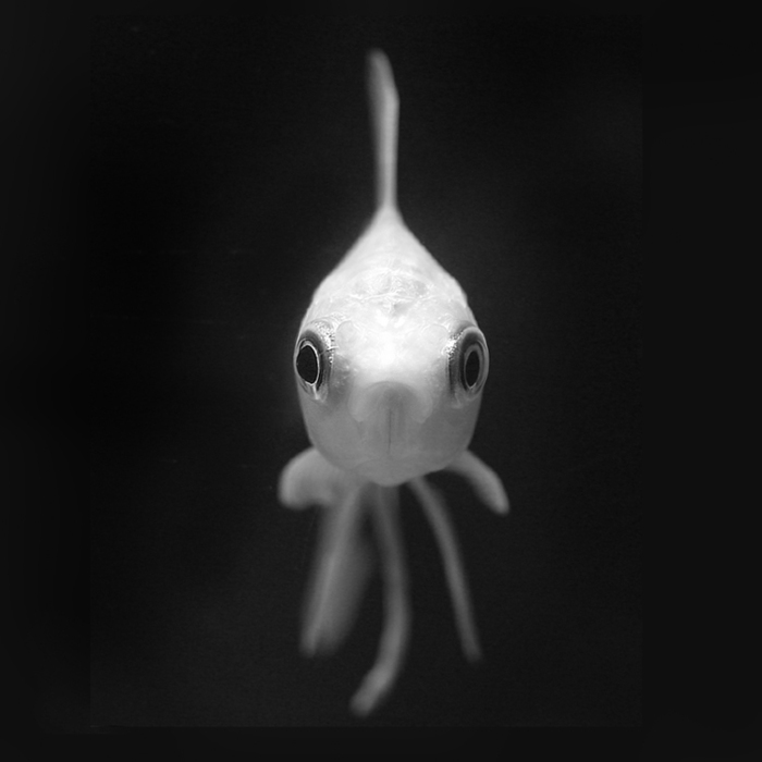  (700x700, 98Kb)
