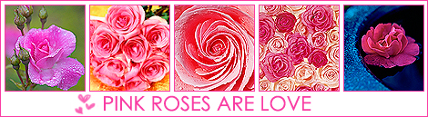 18063601_Pink_roses (470x129, 147Kb)