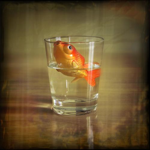 rupor_net_3571n1 (500x500, 22Kb)