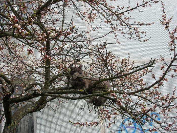 DSCN6594 (700x525, 86Kb)