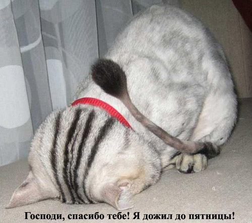  (500x443, 62Kb)