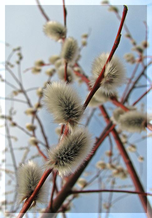  (487x700, 45Kb)