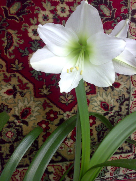 Катарсис цветок фото