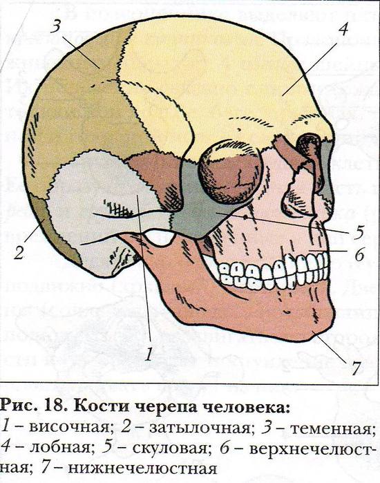 Схема черепа человека с названиями костей