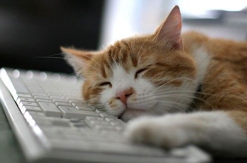  (500x331, 23Kb)