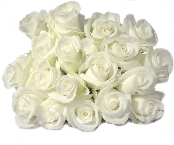 16874139_14173767_1199888000_white20rose20211 (600x500, 39Kb)