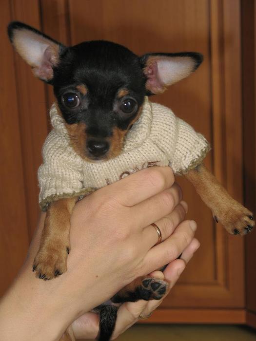 IMG_2473 (525x700, 36Kb)
