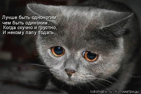 25328422_1211210237_kotomatrix_14 (600x400, 55Kb)