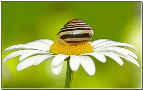  (500x315, 31Kb)