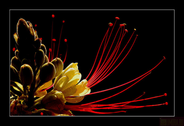 118366843832329 (600x411, 75Kb)