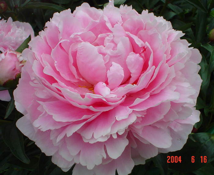  (700x572, 49Kb)