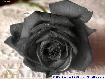  (400x300, 20Kb)