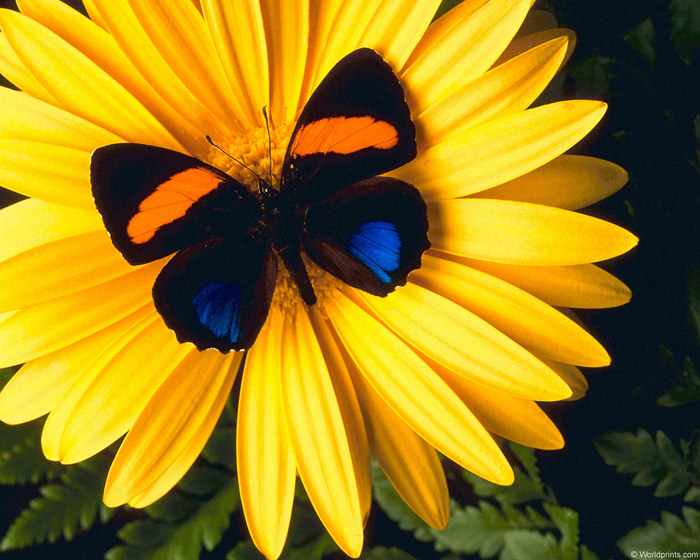 1215187800_22984727_1208483860_butterfly_daisy1 (700x560, 130Kb)