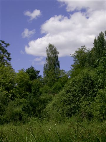  (360x480, 39Kb)