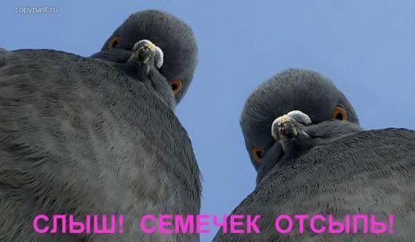  (600x350, 32Kb)