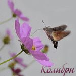  (150x150, 33Kb)