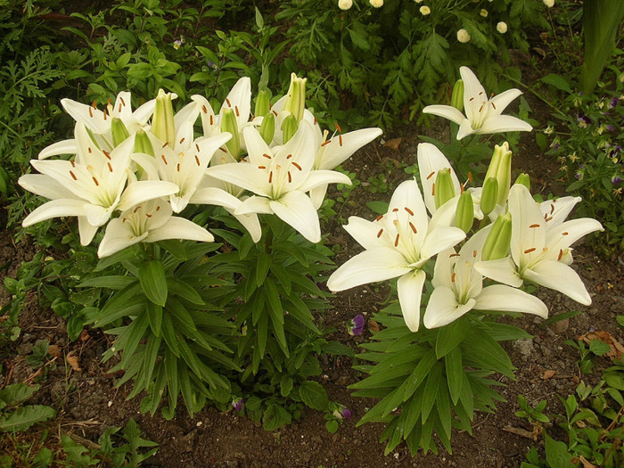 Лилия цветок садовый фото и названия и описание
