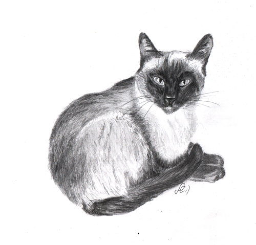 Карандашный набросок 5 букв сканворд. Бирманская кошка нарисовать. Бирманская кошка картинки красивые. Как нарисовать котенка бирманской.