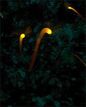 Fireflies (176x220, 68Kb)
