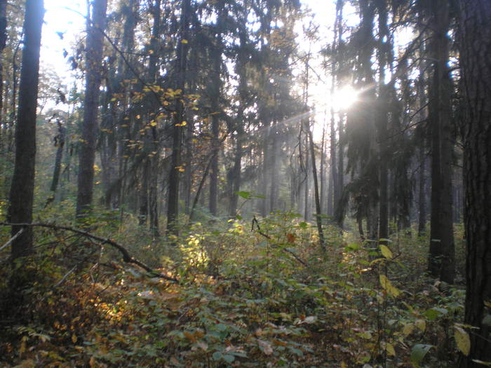 P9300281 (700x525, 87Kb)