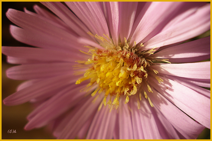 PA010032 (699x466, 381Kb)