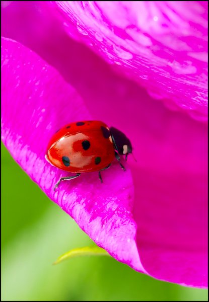  (415x600, 36Kb)