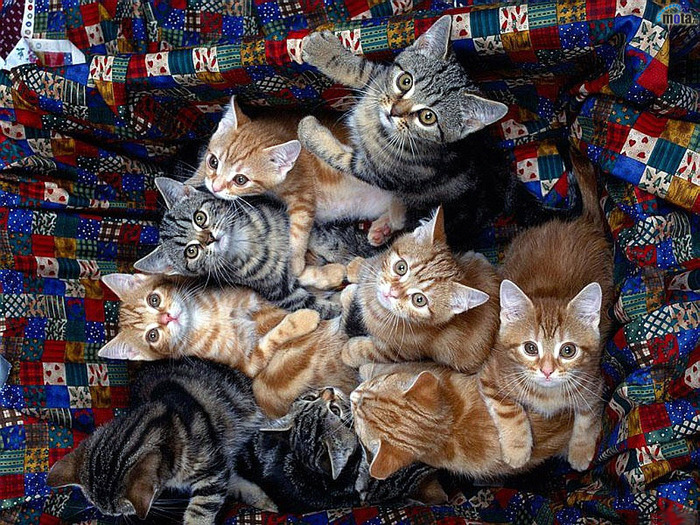 5672266_1423 (700x525, 271Kb)