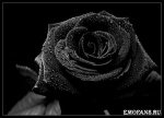  (150x108, 7Kb)