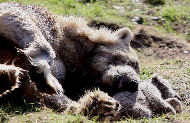Death bear